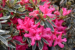 The Robe Azalea (Rhododendron 'The Robe') at Lakeshore Garden Centres