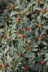Christi Lyn Azalea (Rhododendron 'Christi Lyn') at Lakeshore Garden Centres