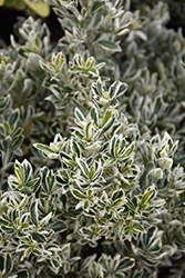 Silver Princess Euonymus (Euonymus japonicus 'Silver Princess') at Lakeshore Garden Centres