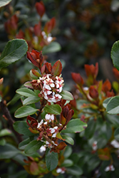 Redbird Indian Hawthorn (Rhaphiolepis indica 'sPg-3-003') at Lakeshore Garden Centres