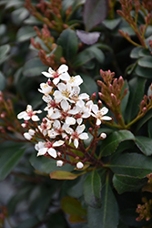 Snowcap Indian Hawthorn (Rhaphiolepis x delacourii 'Corleyscourii') at Lakeshore Garden Centres