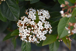 Spirit Laurustinus (Viburnum tinus 'Spirit') at Lakeshore Garden Centres