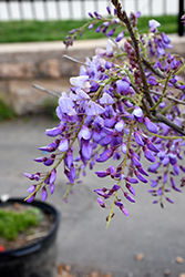 Caroline Chinese Wisteria (Wisteria sinensis 'Caroline') at Lakeshore Garden Centres