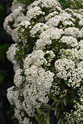 Mohave Firethorn (Pyracantha 'Mohave') at Lakeshore Garden Centres