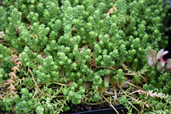 Oktoberfest Mossy Stonecrop (Sedum acre 'Oktoberfest') at Lakeshore Garden Centres