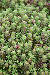 Murale Stonecrop (Sedum album 'Murale') at Lakeshore Garden Centres