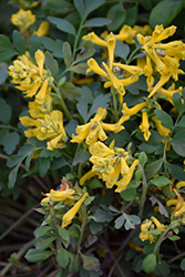 Canary Feathers Corydalis (Corydalis 'Canary Feathers') at Lakeshore Garden Centres