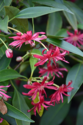 Star Flower Scorpio Illicium (Illicium 'NCIH1') at Lakeshore Garden Centres