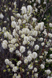 Large Fothergilla (Fothergilla major) at Lakeshore Garden Centres
