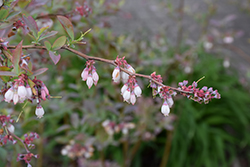 Tifblue Rabbiteye Blueberry (Vaccinium ashei 'Tifblue') at Lakeshore Garden Centres