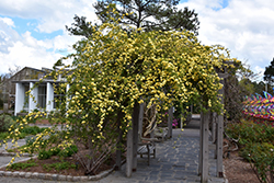 Lady Banks Rose (Rosa banksiae) at Lakeshore Garden Centres