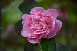 Daybreak Camellia (Camellia japonica 'Daybreak') at Lakeshore Garden Centres