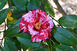 Ville de Nantes Camellia (Camellia japonica 'Ville de Nantes') at Lakeshore Garden Centres
