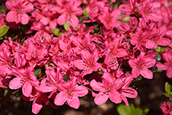 Hinode-giri Azalea (Rhododendron 'Hinode-giri') at Lakeshore Garden Centres