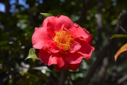 Paulette Goddard Camellia (Camellia japonica 'Paulette Goddard') at Lakeshore Garden Centres