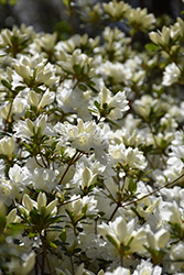 Snow Azalea (Rhododendron 'Snow') at Lakeshore Garden Centres