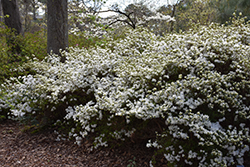 Snow Azalea (Rhododendron 'Snow') at Lakeshore Garden Centres