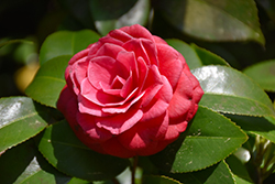 Vaughn's Seedling Camellia (Camellia japonica 'Vaughn's Seedling') at Lakeshore Garden Centres