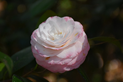 Grace Albritton Flair Camellia (Camellia japonica 'Grace Albritton Flair') at Lakeshore Garden Centres