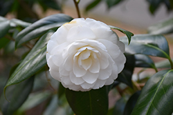 Margie Camellia (Camellia japonica 'Margie') at Lakeshore Garden Centres