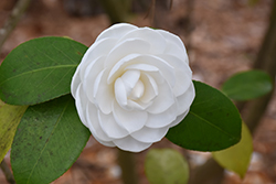 Nuccio's Gem Camellia (Camellia japonica 'Nuccio's Gem') at Lakeshore Garden Centres