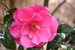 Hot Stuff Camellia (Camellia x williamsii 'Hot Stuff') at Lakeshore Garden Centres