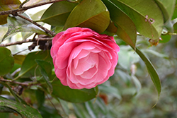Nuccio's Cameo Camellia (Camellia japonica 'Nuccio's Cameo') at Lakeshore Garden Centres