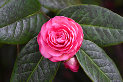 Dongnana Shancha Camellia (Camellia edithae 'Dongnan Shancha') at Lakeshore Garden Centres