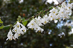 Two Winged Silverbell (Halesia diptera) at Lakeshore Garden Centres