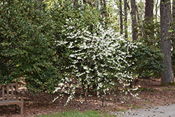 Two Winged Silverbell (Halesia diptera) at Lakeshore Garden Centres
