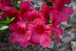 Red Slippers Azalea (Rhododendron 'Red Slippers') at Lakeshore Garden Centres