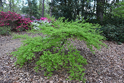 Pink Lace Japanese Maple (Acer palmatum 'Pink Lace') at Lakeshore Garden Centres