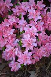 Hampton Beauty Azalea (Rhododendron 'Hampton Beauty') at Lakeshore Garden Centres
