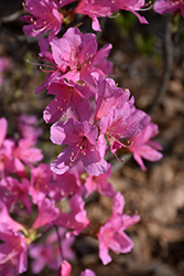 Netted Azalea (Rhododendron reticulatum) at Lakeshore Garden Centres