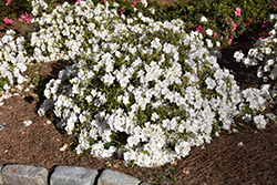 Encore Autumn Starlite Azalea (Rhododendron 'Roblem') at Lakeshore Garden Centres