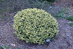 Golden Gem Japanese Holly (Ilex crenata 'Golden Gem') at Lakeshore Garden Centres