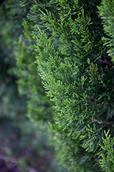 Sapphire Sentinel Redcedar (Juniperus virginiana 'Sapphire Sentinel') at Lakeshore Garden Centres