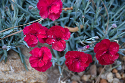 Frosty Fire Pinks (Dianthus 'Frosty Fire') at Mainescape Nursery