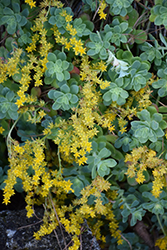 Palmer's Stonecrop (Sedum palmeri) at Lakeshore Garden Centres
