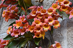 Tangerine Beauty Cross Vine (Bignonia capreolata 'Tangerine Beauty') at Lakeshore Garden Centres