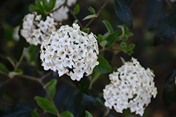Eskimo Viburnum (Viburnum 'Eskimo') at Lakeshore Garden Centres