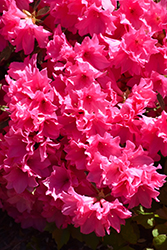 Southern Belle Azalea (Rhododendron 'Southern Belle') at Lakeshore Garden Centres
