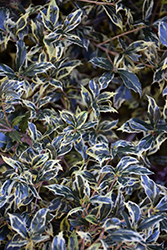 Kembu False Holly (Osmanthus heterophyllus 'Kembu') at Lakeshore Garden Centres