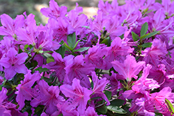 Congo Azalea (Rhododendron 'Congo') at Lakeshore Garden Centres
