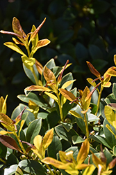 Ogon Nepal Holly (Ilex integra 'Ogon') at Lakeshore Garden Centres