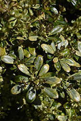 Kansai Sunburst Mock Orange (Pittosporum tobira 'Kansai Sunburst') at Lakeshore Garden Centres