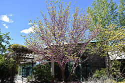 Flame Redbud (Cercis canadensis 'Flame') at Lakeshore Garden Centres