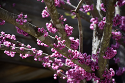 Flame Redbud (Cercis canadensis 'Flame') at Lakeshore Garden Centres