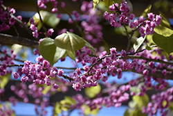 Flame Redbud (Cercis canadensis 'Flame') at Lakeshore Garden Centres