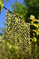 Carolina Parakeet Variegated Spiketail (Stachyurus 'Carolina Parakeet') at Lakeshore Garden Centres